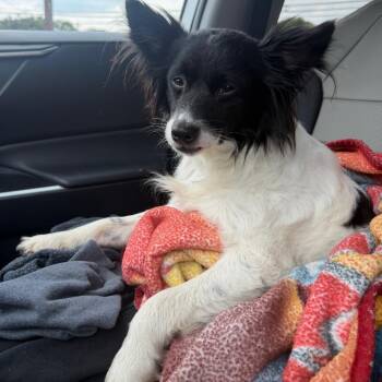 Macaron -  Mixed Breed Dog for Adoption in Winston-salem, North Carolina - Macaron | PetCurious