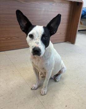 Emmy -  Terrier Dog for Adoption in Senatobia, Mississippi - Emmy | PetCurious