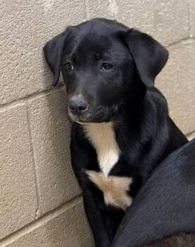 Labrador Retriever Dogs Available for Adoption - Gale | PetCurious