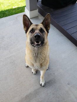 Rescue German Shepherd Dog and Akita Dogs for Adoption in Fort Collins, Colorado - Breck | PetCurious