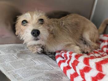 SCRUFFY -  Mixed Breed Dog for Adoption in Dallas, Texas - SCRUFFY | PetCurious