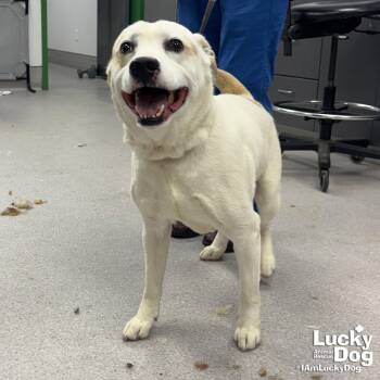 Labrador Retriever and Beagle Dogs Available for Adoption in Washington, District Of Columbia - Beasty Boy | PetCurious