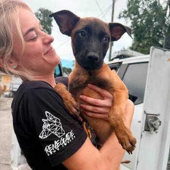 Holler -  Belgian Shepherd Malinois and Shepherd Dog for Adoption in Savannah, Georgia - Holler | PetCurious