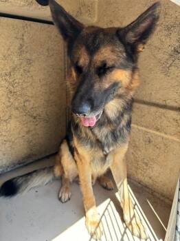A479735 -  German Shepherd Dog and Mixed Breed Dog for Adoption in Oklahoma City, Oklahoma - A479735 | PetCurious