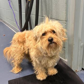 Mixed Breed Dogs Available for Adoption in Greensboro, North Carolina - SAMMICH | PetCurious