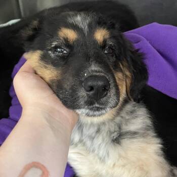 Sub Woofer (Yellow Band) -  English Shepherd and Mixed Breed Dog for Adoption in Spokane, Washington - Sub Woofer (Yellow Band) | PetCurious