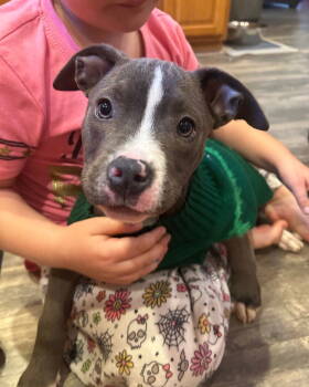 Rescue Pit Bull Terrier Dogs for Adoption in Belleville, Michigan - Tootsie | PetCurious