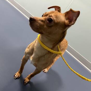 Chihuahua Dogs Available for Adoption in Greensboro, North Carolina - Oscar | PetCurious