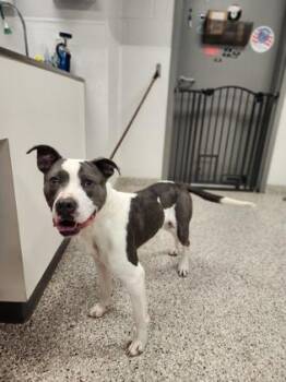 Terrier and Mixed Breed Dogs Available for Adoption in Gastonia, North Carolina - Chicken Tenders | PetCurious