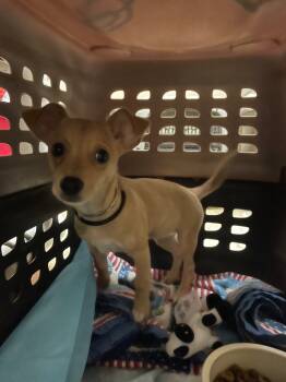 Rescue Chihuahua Dogs for Adoption in New Braunfels, Texas - Jelly | PetCurious