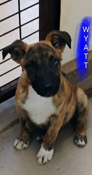 WYATT -  Catahoula Leopard Dog and Pit Bull Terrier Dog Available for Adoption in Saint Jo, Texas - WYATT | PetCurious