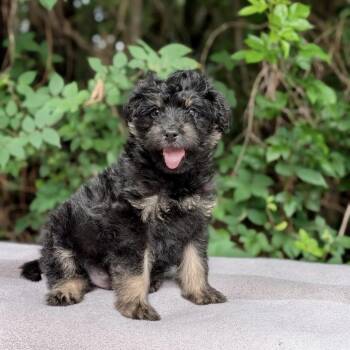Poodle and Spaniel Dogs Available for Adoption in Tyrone, Georgia - Waddlesworth 05-2741 | PetCurious