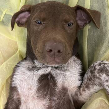 Bottled Sprite -  Cattle Dog and Mixed Breed Dog for Adoption in Hattiesburg, Mississippi - Bottled Sprite | PetCurious