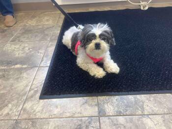 Rescue Shih Tzu Dogs for Adoption in Manchester, Connecticut - Daisy | PetCurious