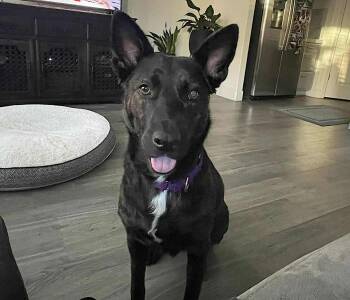 German Shepherd Dog and Dutch Shepherd Dogs Available for Adoption in Amherst, Massachusetts - Donna | PetCurious
