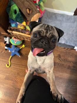 Astro -  Pug Dog for Adoption in Seattle, Washington - Astro | PetCurious