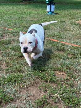 chloe -  Bulldog Dog for Adoption in Homestead, Florida - Chloe | PetCurious