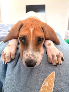 Rescue Beagle and Coonhound Dogs for Adoption in Tomball, Texas - Agustus  "Augggie" | PetCurious