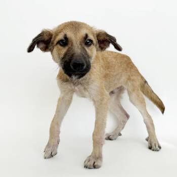 Cupid -  Mixed Breed Dog for Adoption in Brentwood, Missouri - Cupid | PetCurious