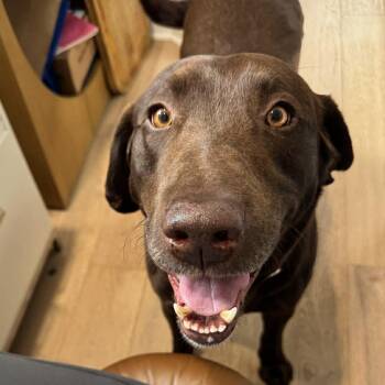 Chocolate Labrador Retriever Dogs Available for Adoption in Hilton, New York - Roxie | PetCurious