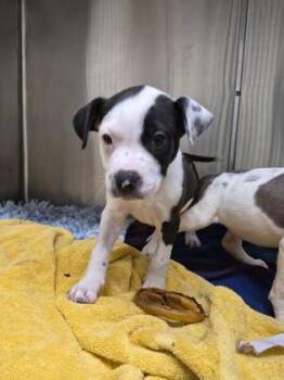 Hercules -  Mixed Breed Dog for Adoption in Westland, Michigan - Hercules | PetCurious