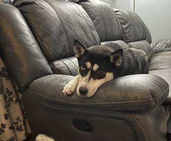Georgia -  Husky and Pomeranian Dog for Adoption in Columbus, Ohio - Georgia | PetCurious