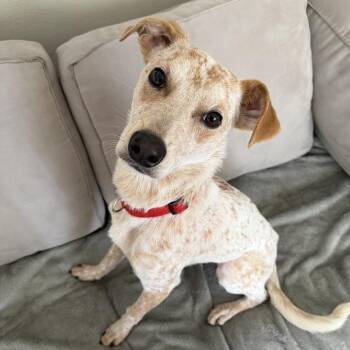 English Coonhound and Cattle Dog Dogs Available for Adoption in New Orleans, Louisiana - Dexter Morgan | PetCurious