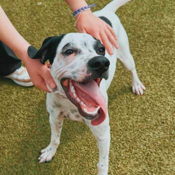 Robbie -  English Pointer Dog for Adoption in Hays, Kansas - Robbie | PetCurious
