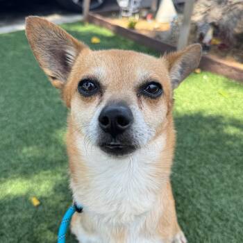 Rescue Chihuahua Dogs for Adoption in Newport Beach, California - Billy Bob | PetCurious