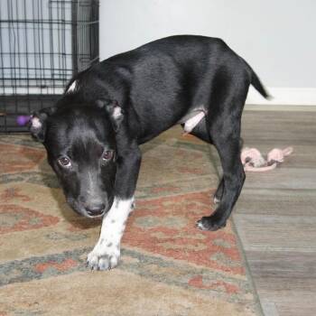 Labrador Retriever and Mixed Breed Dogs Available for Adoption in Valparaiso, Indiana - Astro | PetCurious