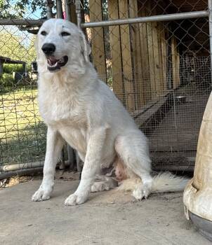 Beau -  Great Pyrenees and Labrador Retriever Dog for Adoption in Horn Lake, Mississippi - Beau | PetCurious