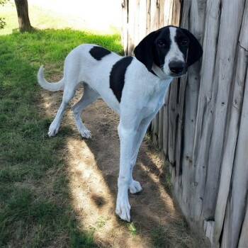 Rescue Pointer Dogs for Adoption in Williston, Vermont - Clay | PetCurious