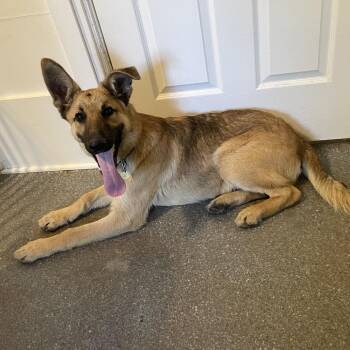 Grizz -  Black Mouth Cur and Labrador Retriever Dog for Adoption in Metamora, Michigan - Grizz | PetCurious