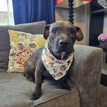 Border Terrier and Dachshund Dogs Available for Adoption - Baby Girl Gorda | PetCurious