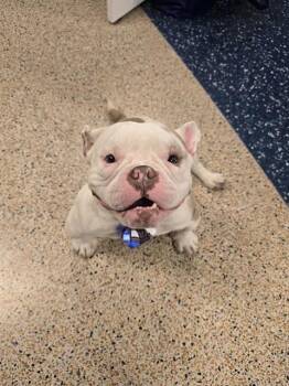 English Bulldog Dogs Available for Adoption in Doral, Florida - HEAVY | PetCurious