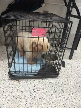 Dragon -  Shih Tzu and Mixed Breed Dog for Adoption in Atlanta, Georgia - Dragon | PetCurious