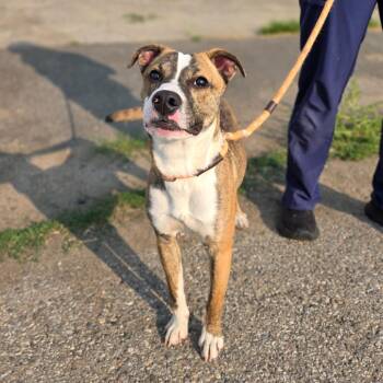 Ruthie -  Mixed Breed Dog for Adoption in Spokane, Washington - Ruthie | PetCurious