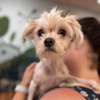 Rufus -  Maltese and Mixed Breed Dog for Adoption in Springboro, Ohio - Rufus | PetCurious