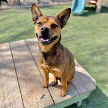 Farrah -  French Bulldog and Rottweiler Dog for Adoption in Center Point, Texas - Farrah | PetCurious
