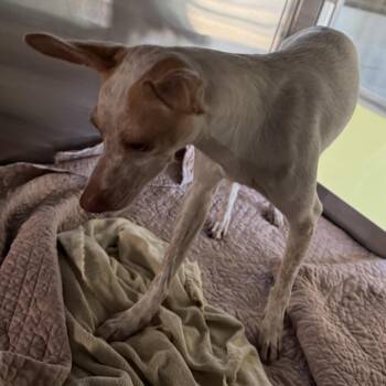 Junior -  Mixed Breed Dog for Adoption in Las Cruces, New Mexico - Junior | PetCurious