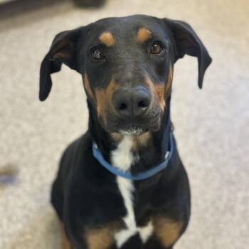 Prancer -  Doberman Pinscher and Mixed Breed Dog for Adoption in Kanab, Utah - Prancer | PetCurious