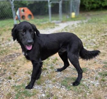 Flat Coated Retriever and Spaniel Dogs Available for Adoption in Washington, District Of Columbia - Dakota | PetCurious
