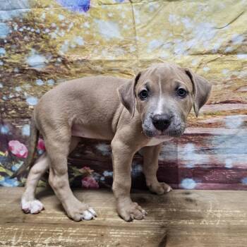 Vega -  Boxer and Mixed Breed Dog for Adoption in Normal, Illinois - Vega | PetCurious