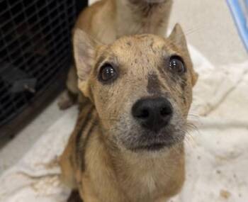 Mist -  Australian Cattle Dog Blue Heeler and Mixed Breed Dog for Adoption in Honolulu, Hawaii - Mist | PetCurious