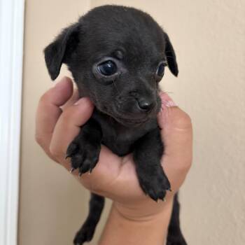 Basil -  Chihuahua and Poodle Dog for Adoption in Corona, California - Basil | PetCurious
