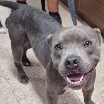 Pit Bull Terrier Dogs Available for Adoption - Fidel | PetCurious