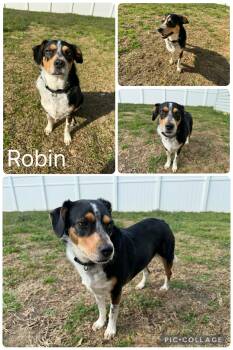 Beagle and Australian Shepherd Dogs Available for Adoption - Robin | PetCurious
