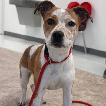 Mixed Breed Dogs Available for Adoption - Achilles | PetCurious