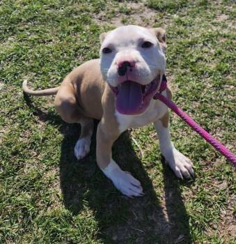 American Bulldog and Boxer Dogs Available for Adoption - London | PetCurious