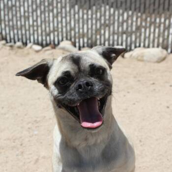 Annabelle -  Pug Dog for Adoption in Yucca Valley, California - Annabelle | PetCurious